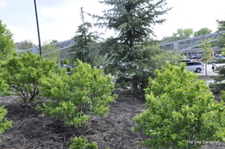 Betula nigra 'Fox Valley' (Little King) — photo 4